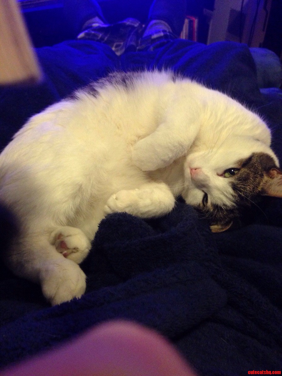 As Cuddly As She Looked Itd Be Like Petting a Bear Trap to Go for a Petting
