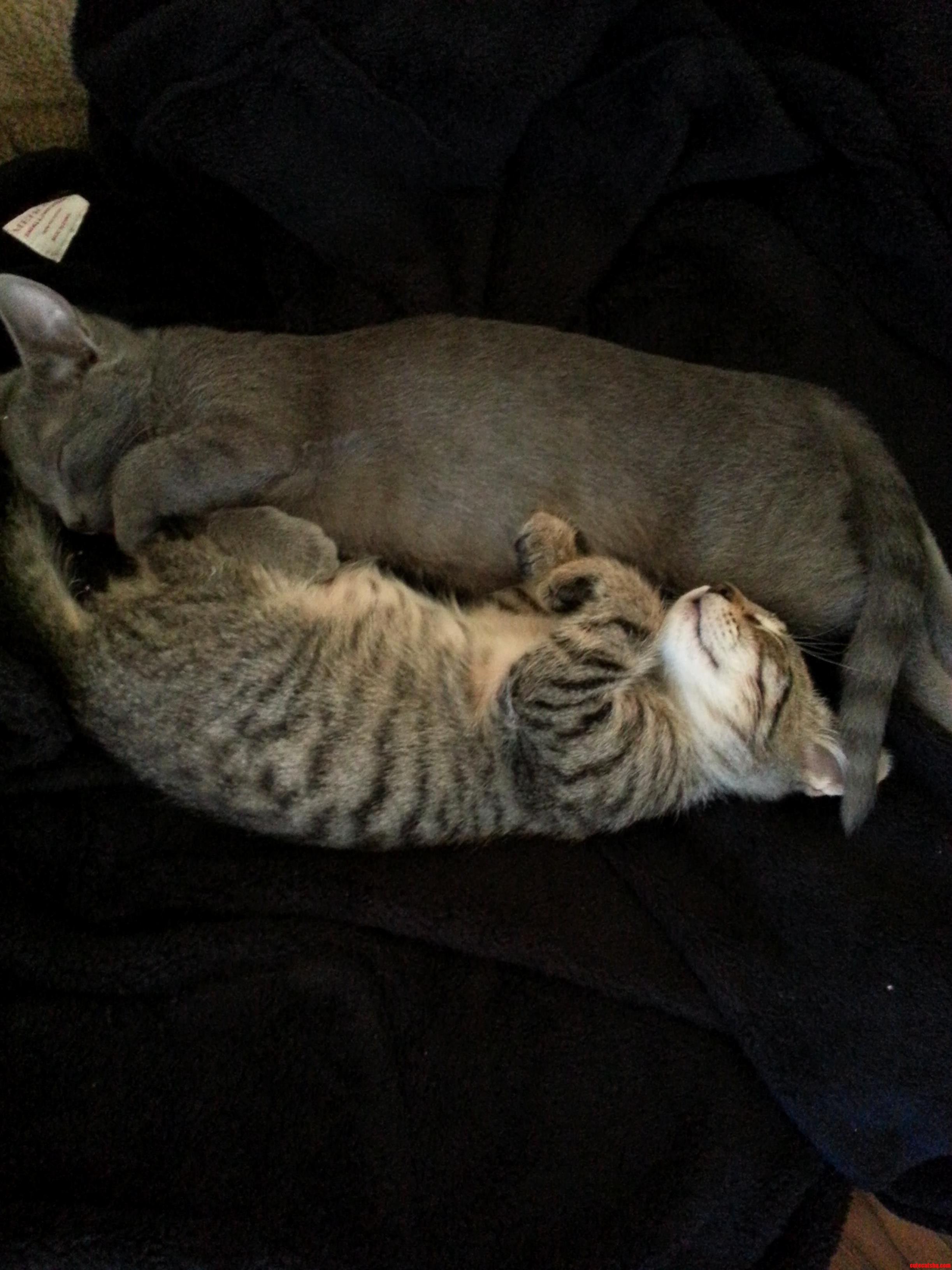 As Much As They Fight They Always Fall Asleep Next to Each Other. Babes.