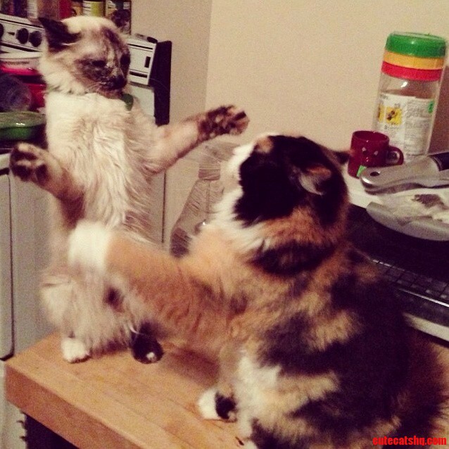 Attack Cats.