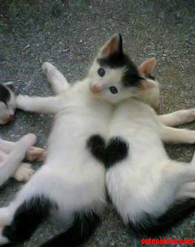 Aww Perfectly Sweet 3