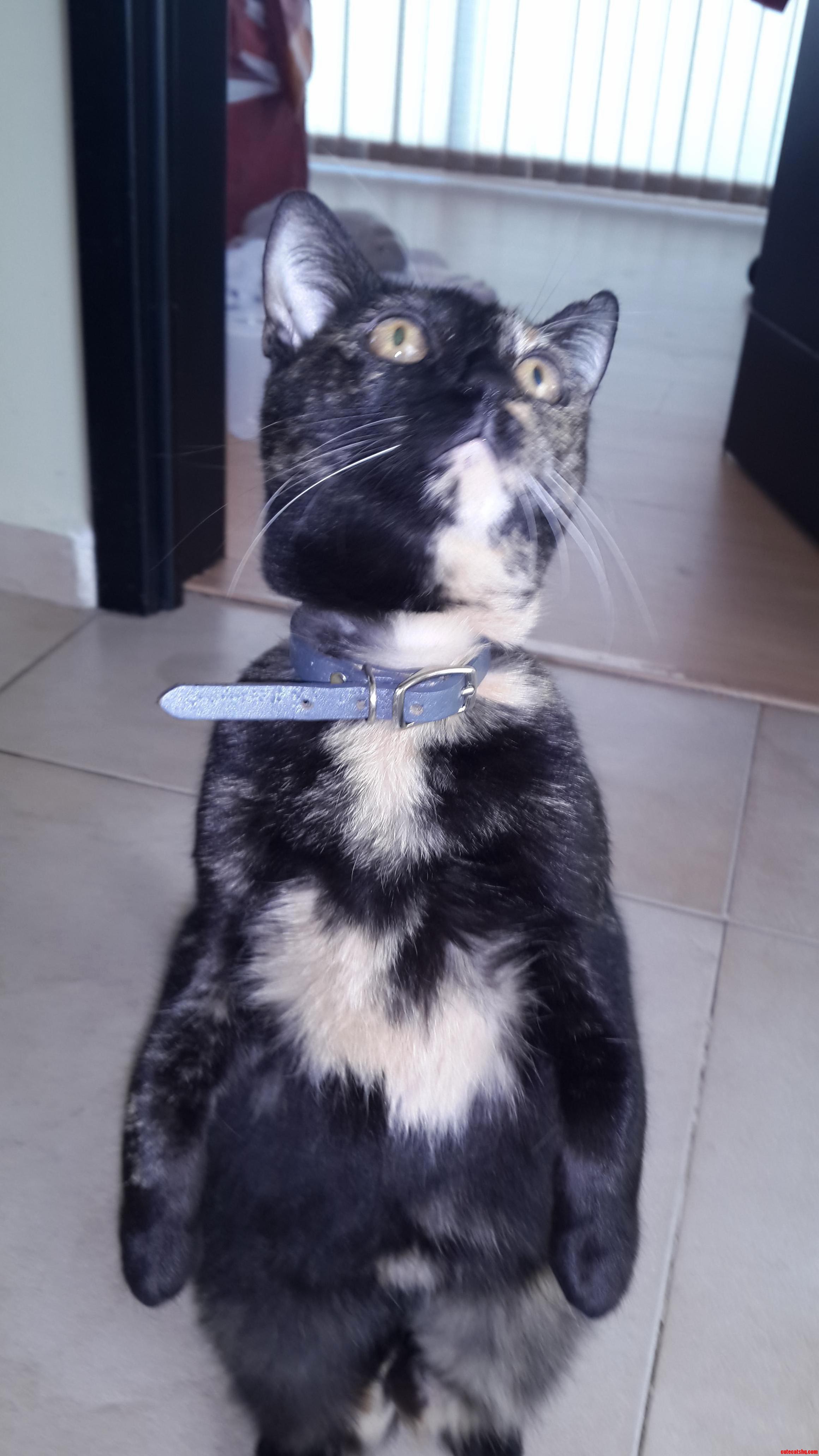 Aww She Thinks Shes Penguin