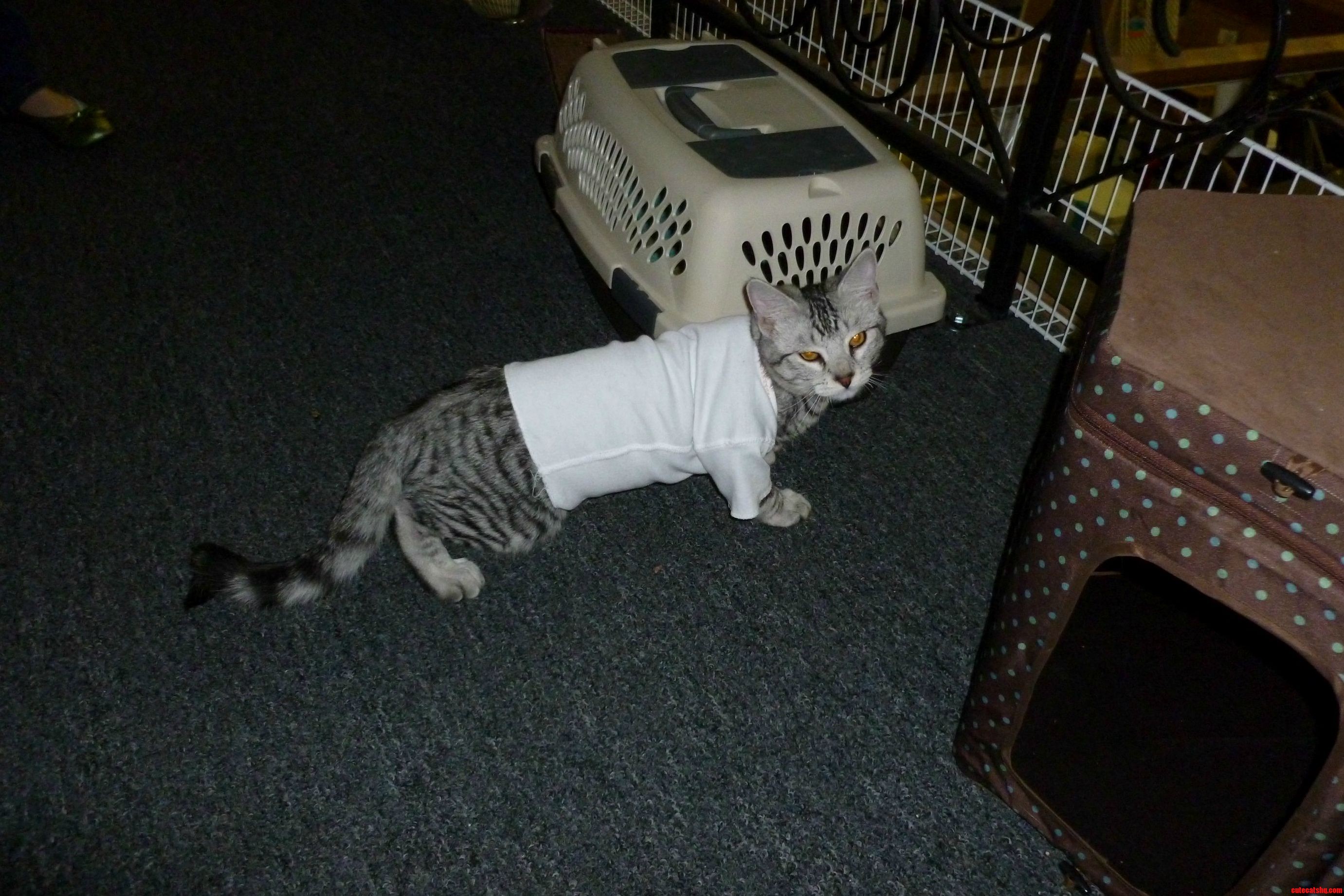 Baby Clothes Fit Cats a Little Too Well.