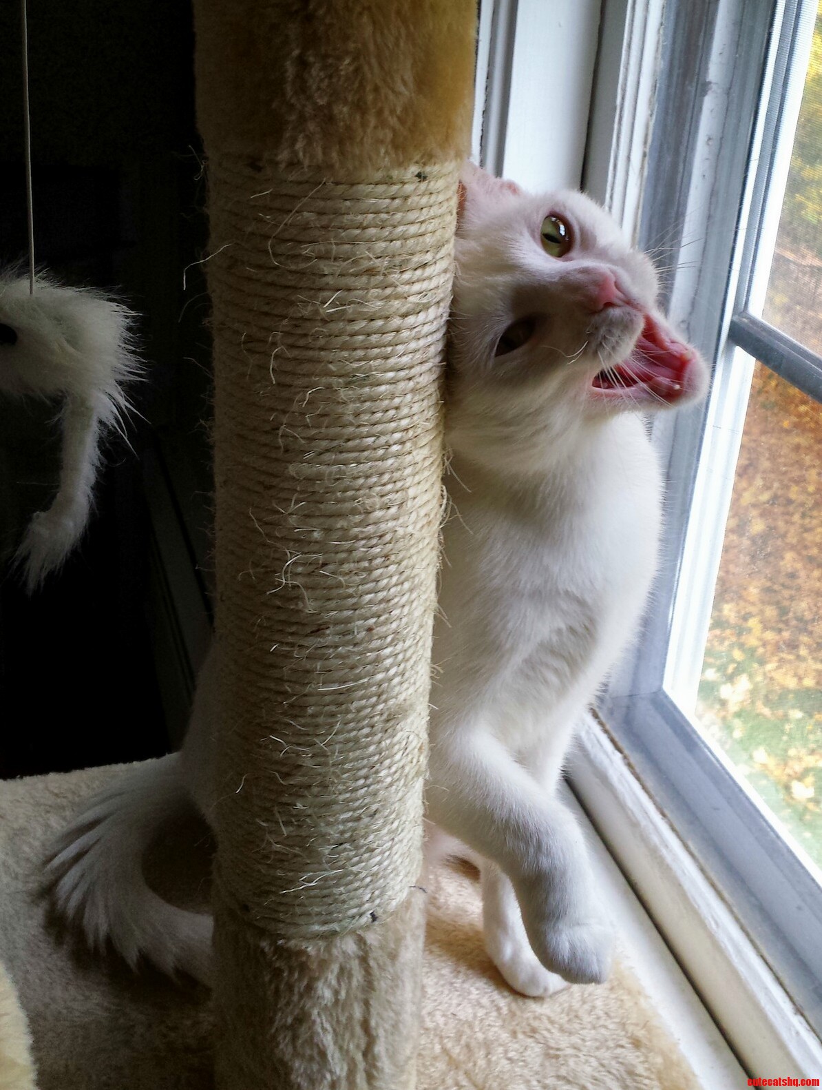 Baby Has a Favorable Opinion of the New Cat Tree.