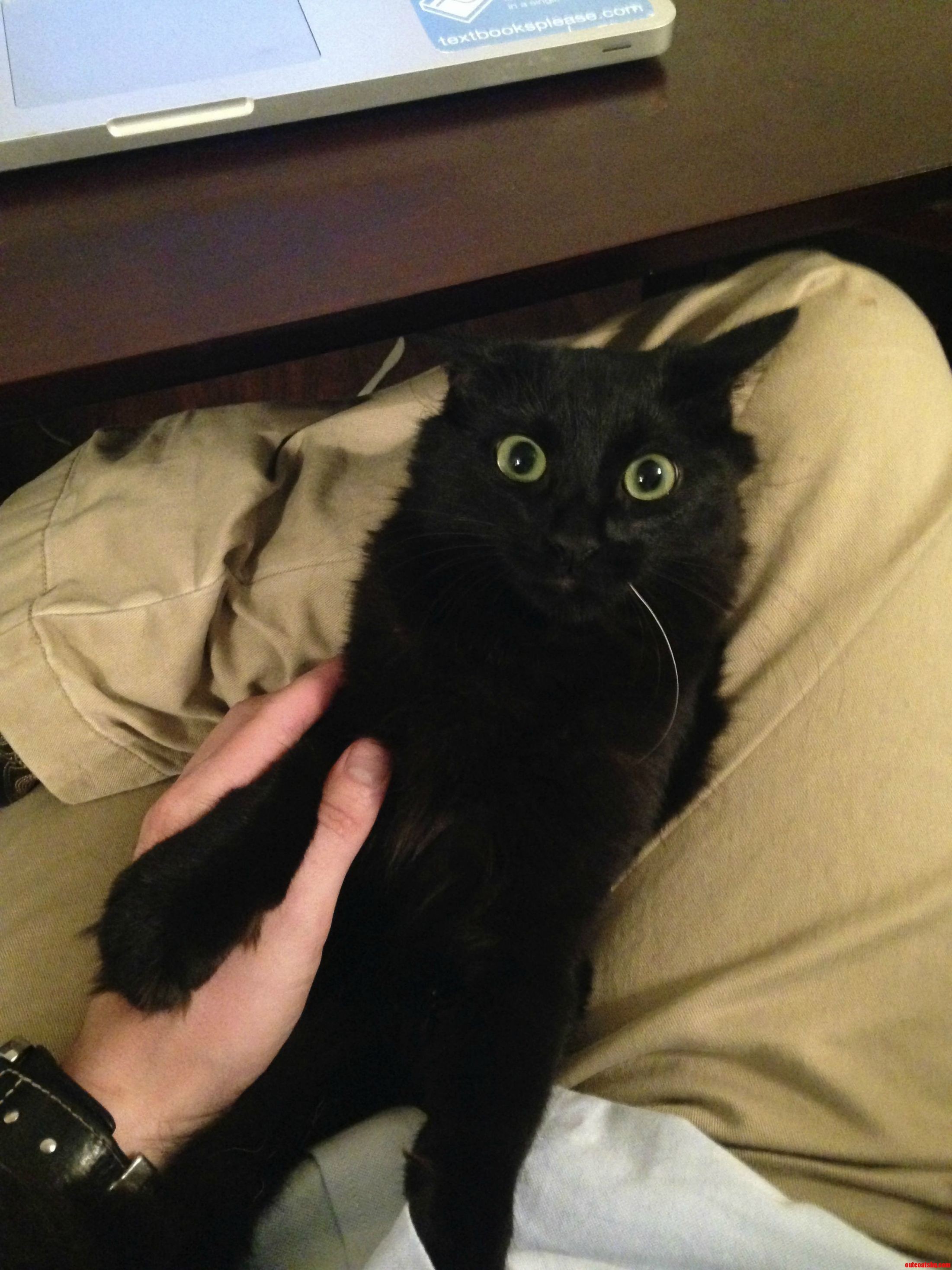 Baby Nala