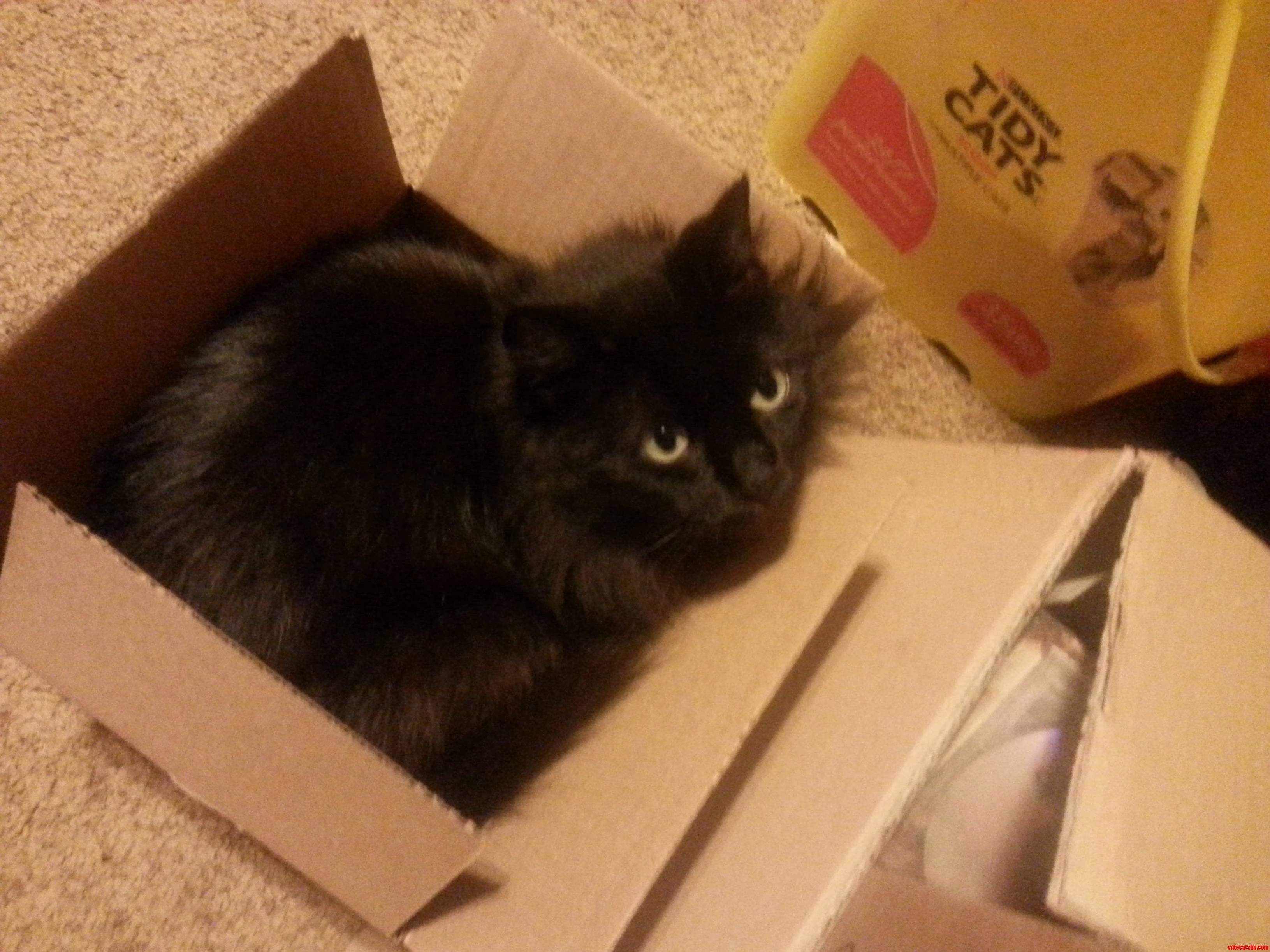 Bagheera