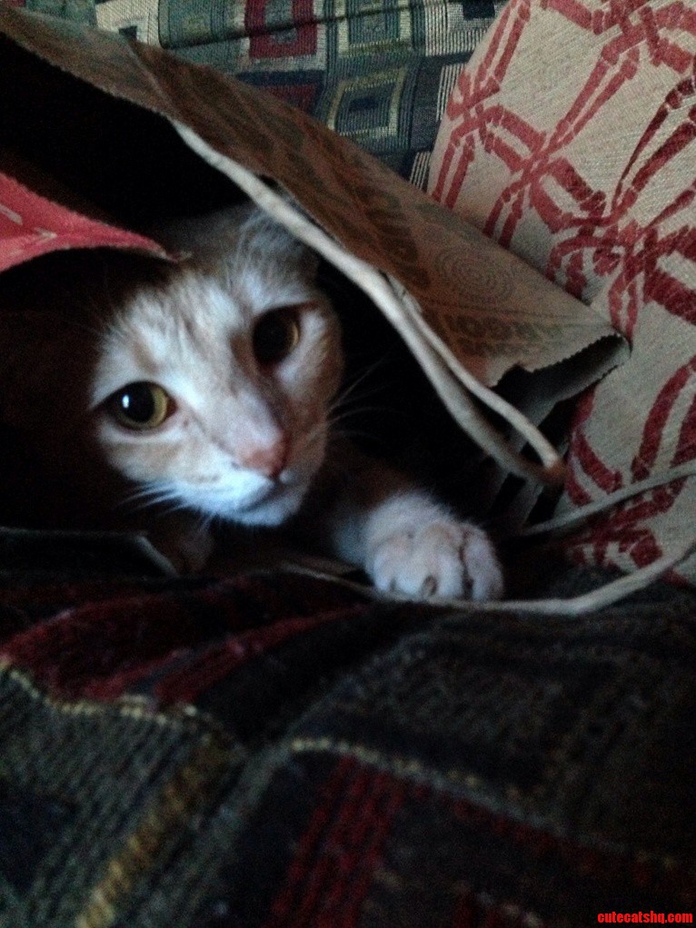 Bags Are the Best.