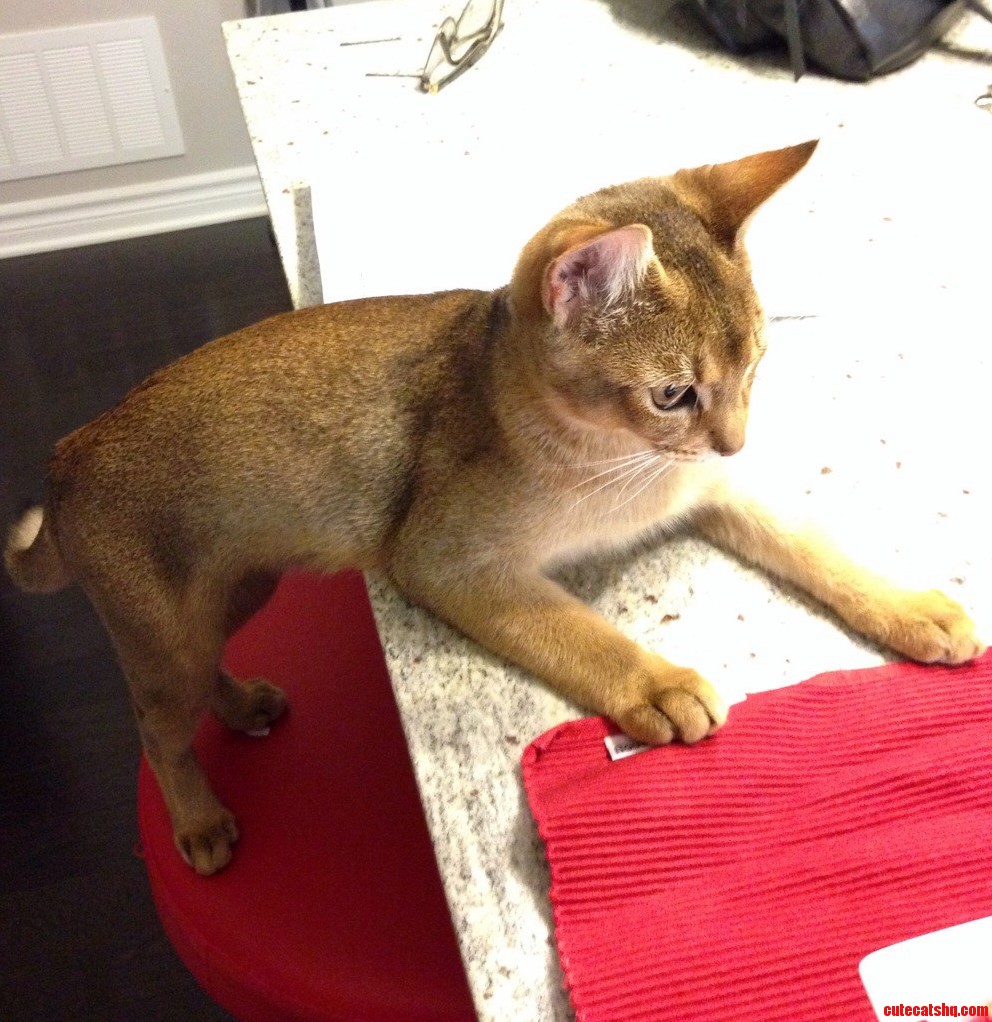 Bartender I Ll Have a Tuna Water Martini.