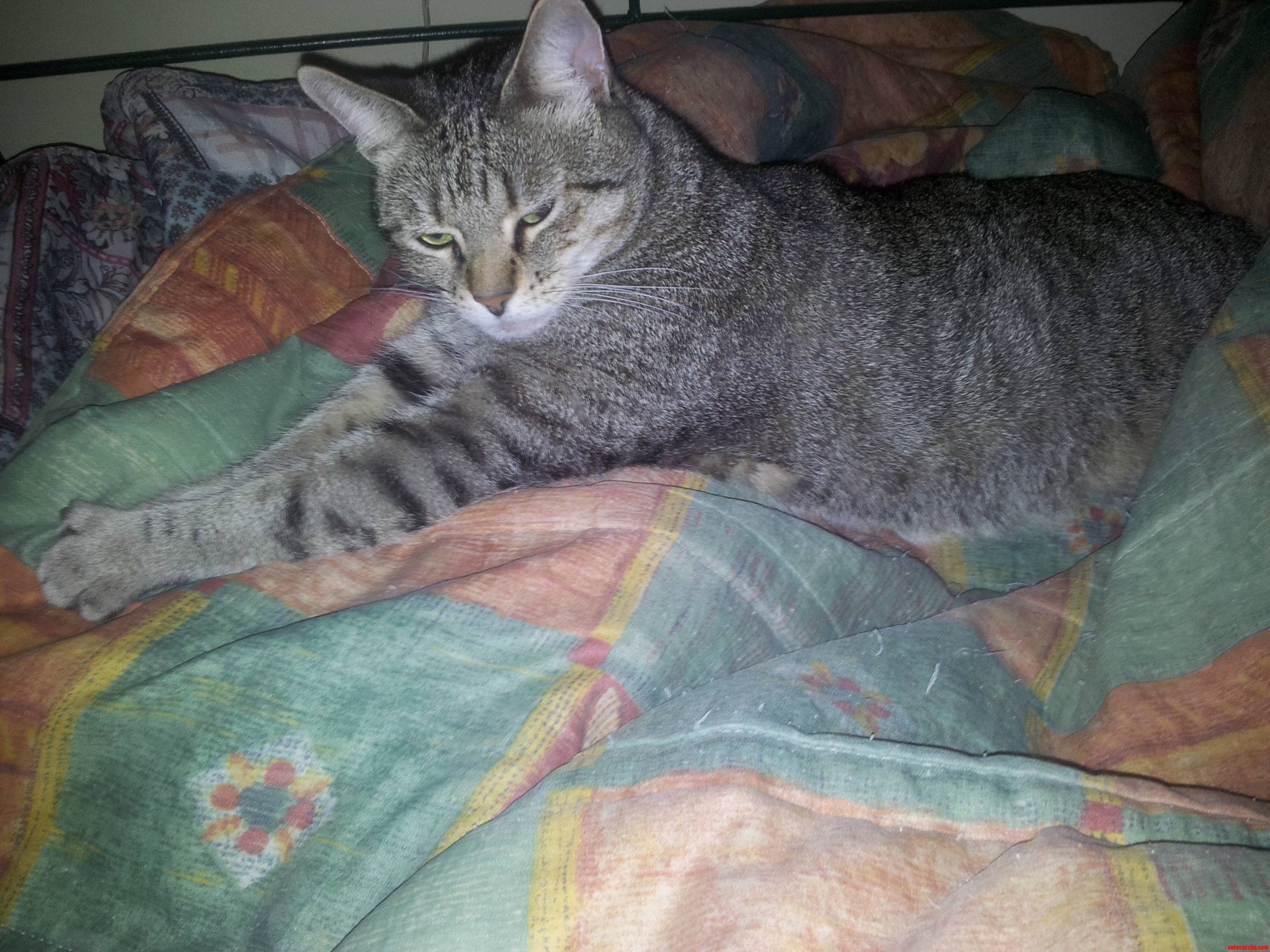 Bastet Seems to Be Plotting Something.