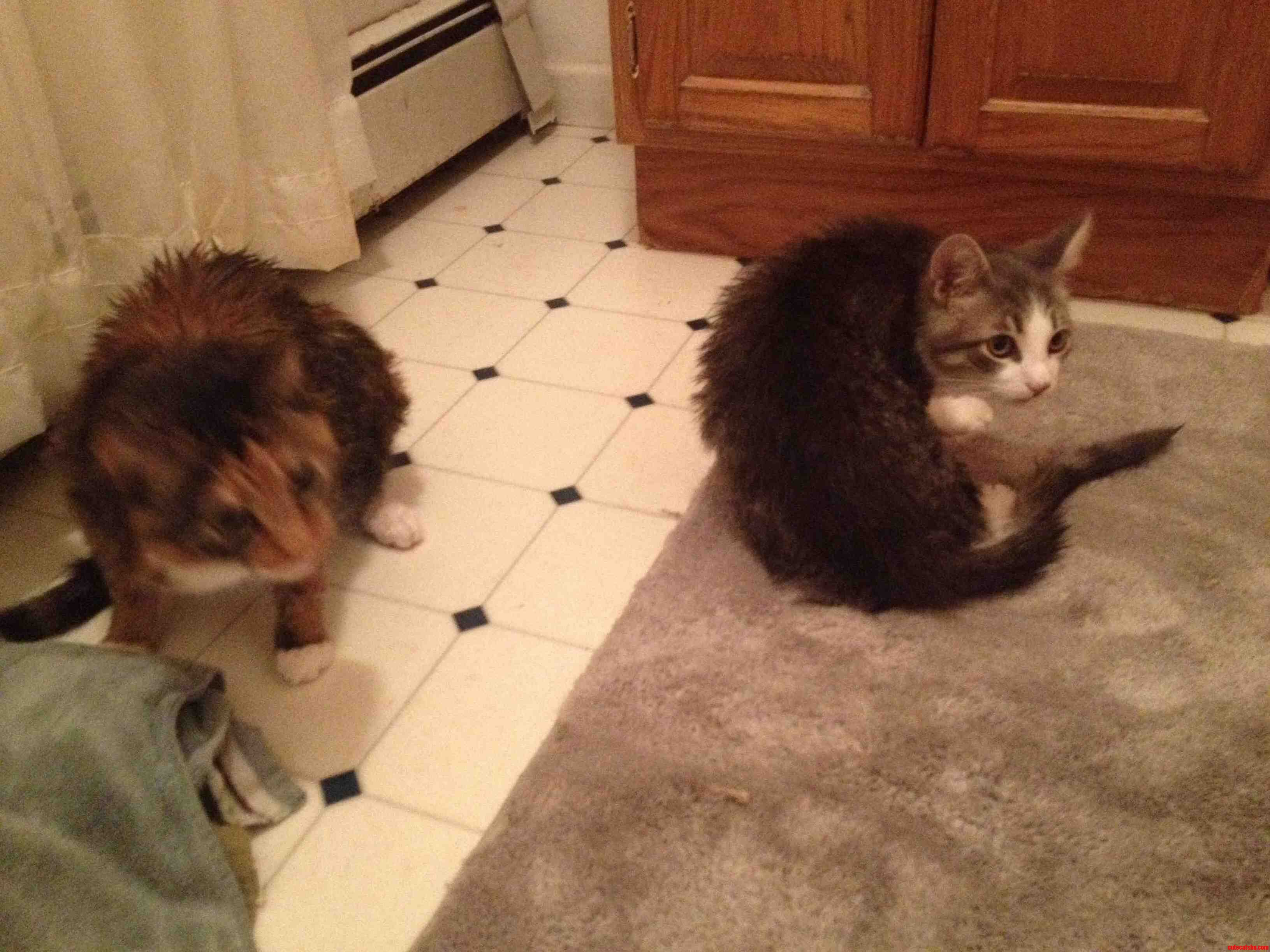 Bath Time Bonding the First Time They Been Able to Peacefully Coexist.