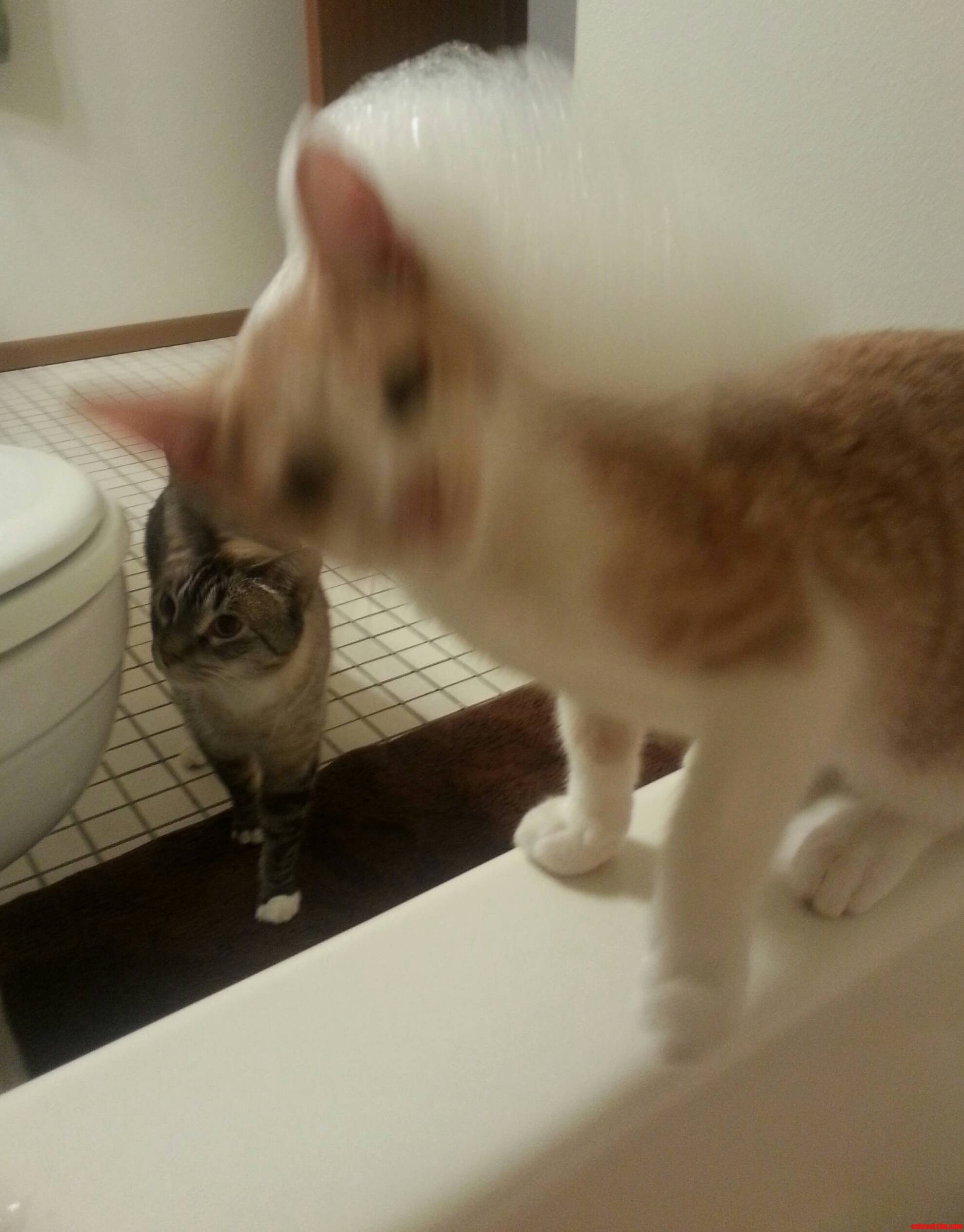 Bath Time Is Never Lonely with These Two Around.
