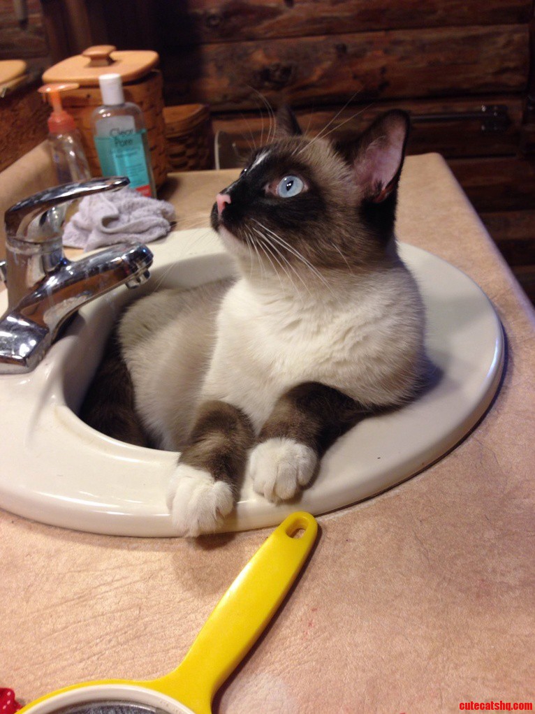 Beaus Favorite Place to Lounge