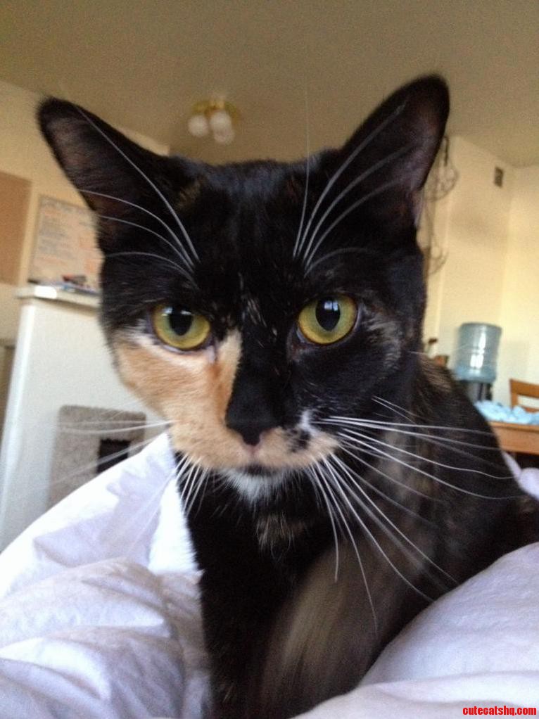 Beautiful Whiskers.