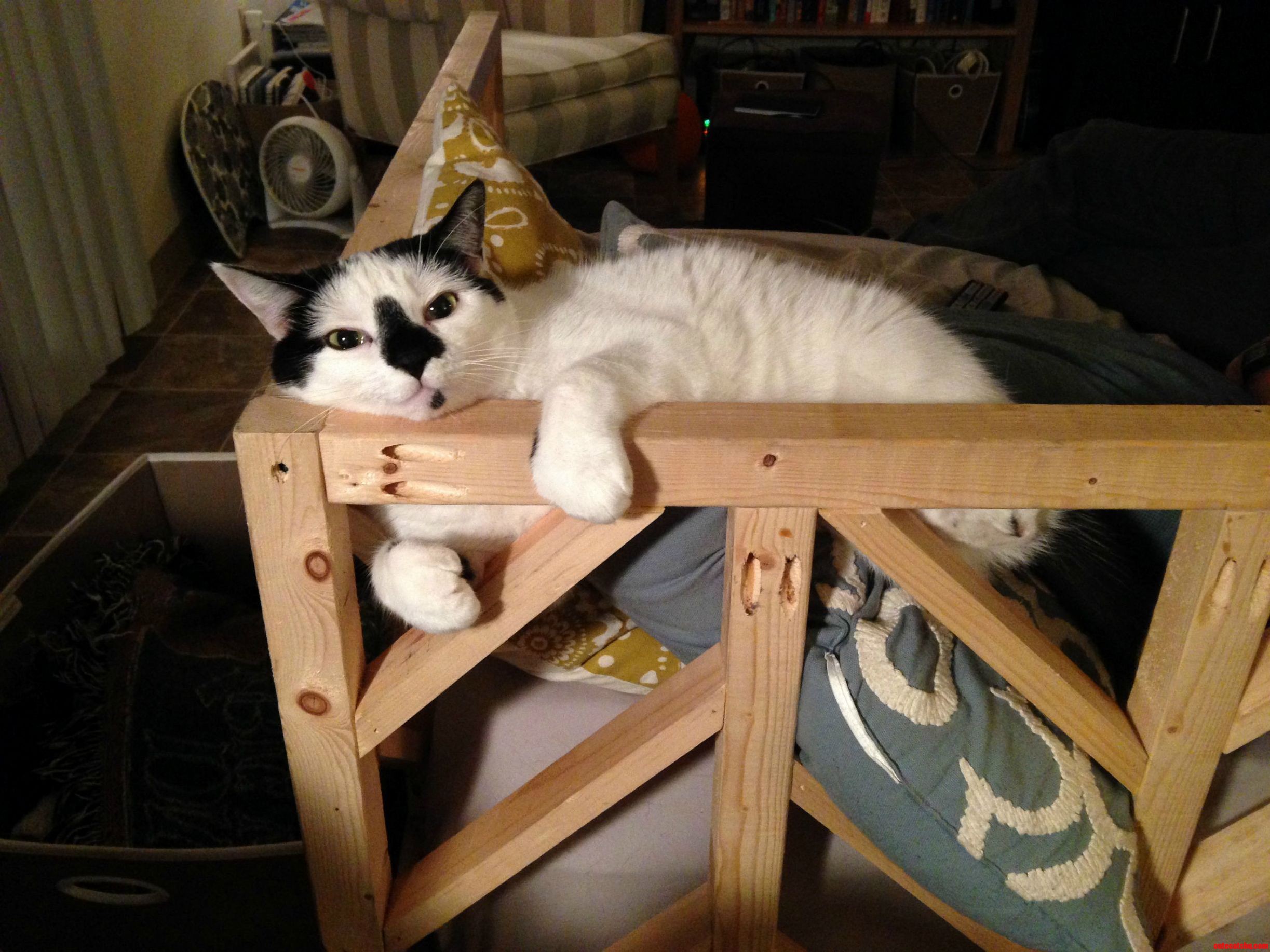 Because Im Comfortable Thats Why.