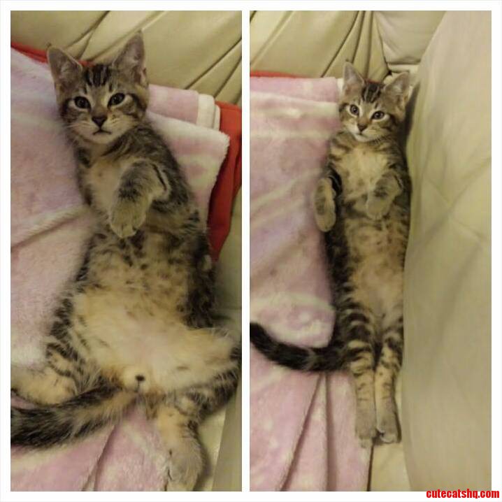 Before and After I Told My Little Dude He Was Going to Get Neutered Soon