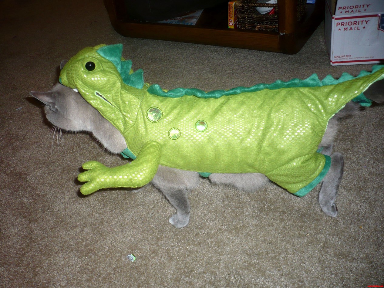 Behold the Rare Iguanacat