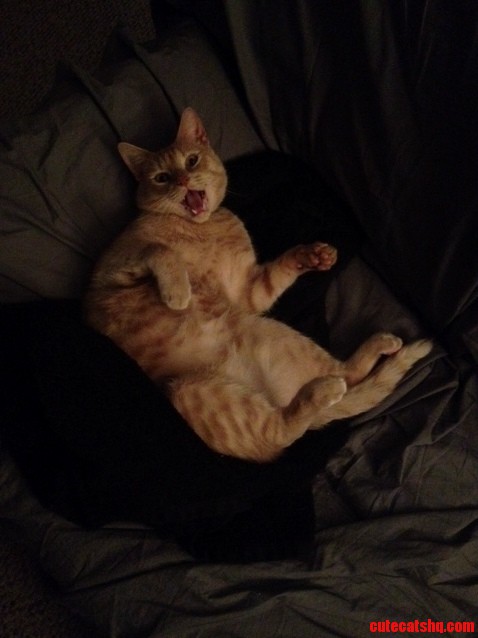 Being the Derp My Cat Is...he Struck This Pose Last Night
