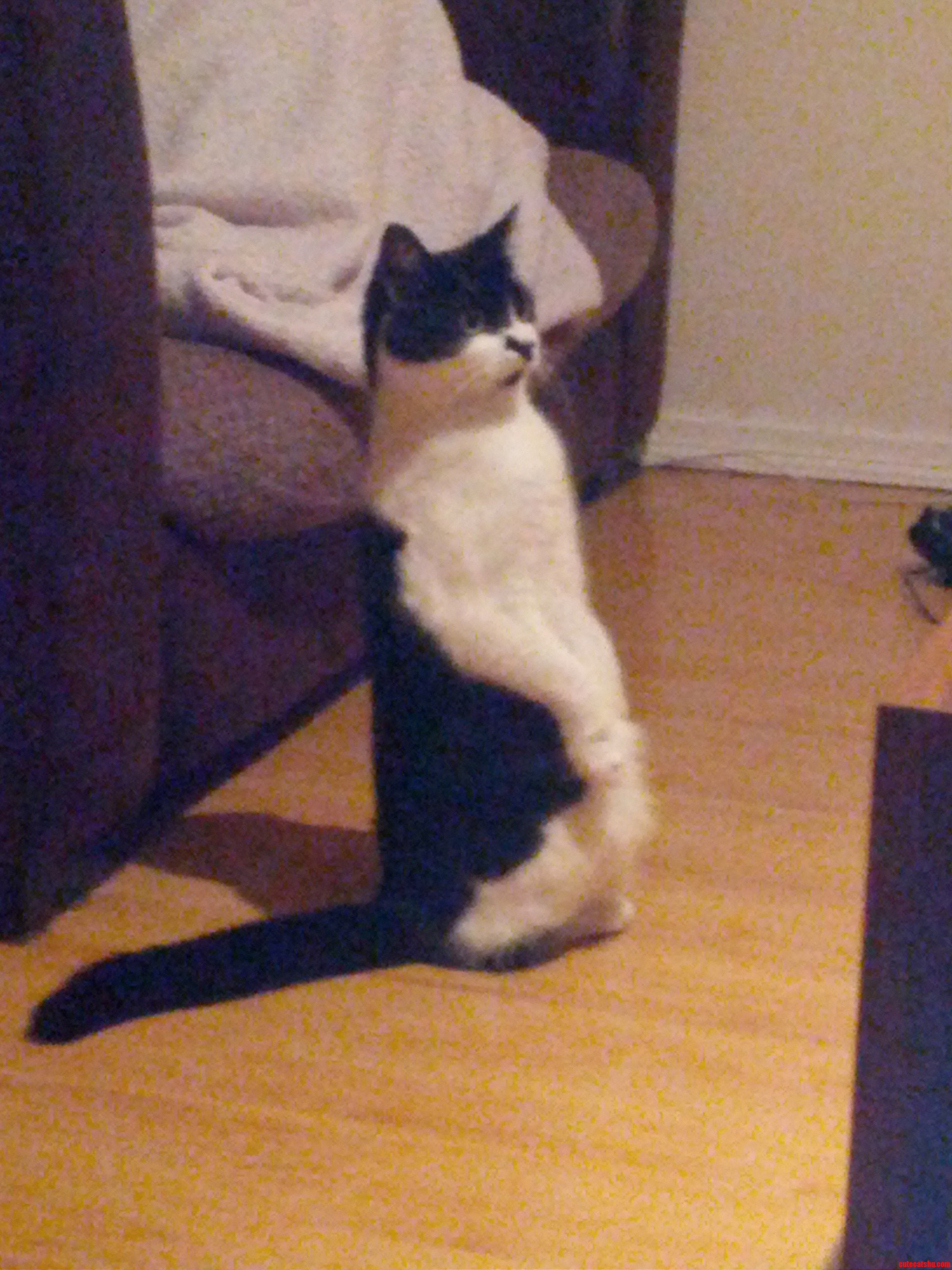 Bella Wishes She Was a Meerkat