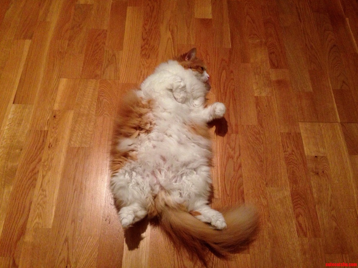 Belly Rubs