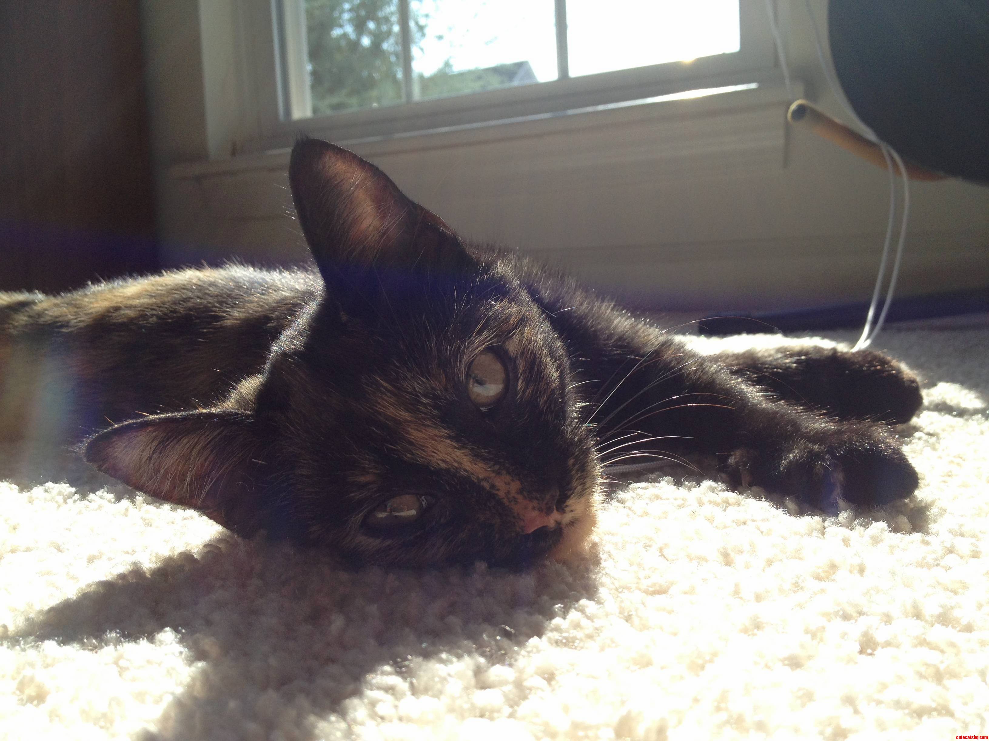 Benny the Sun Kitty