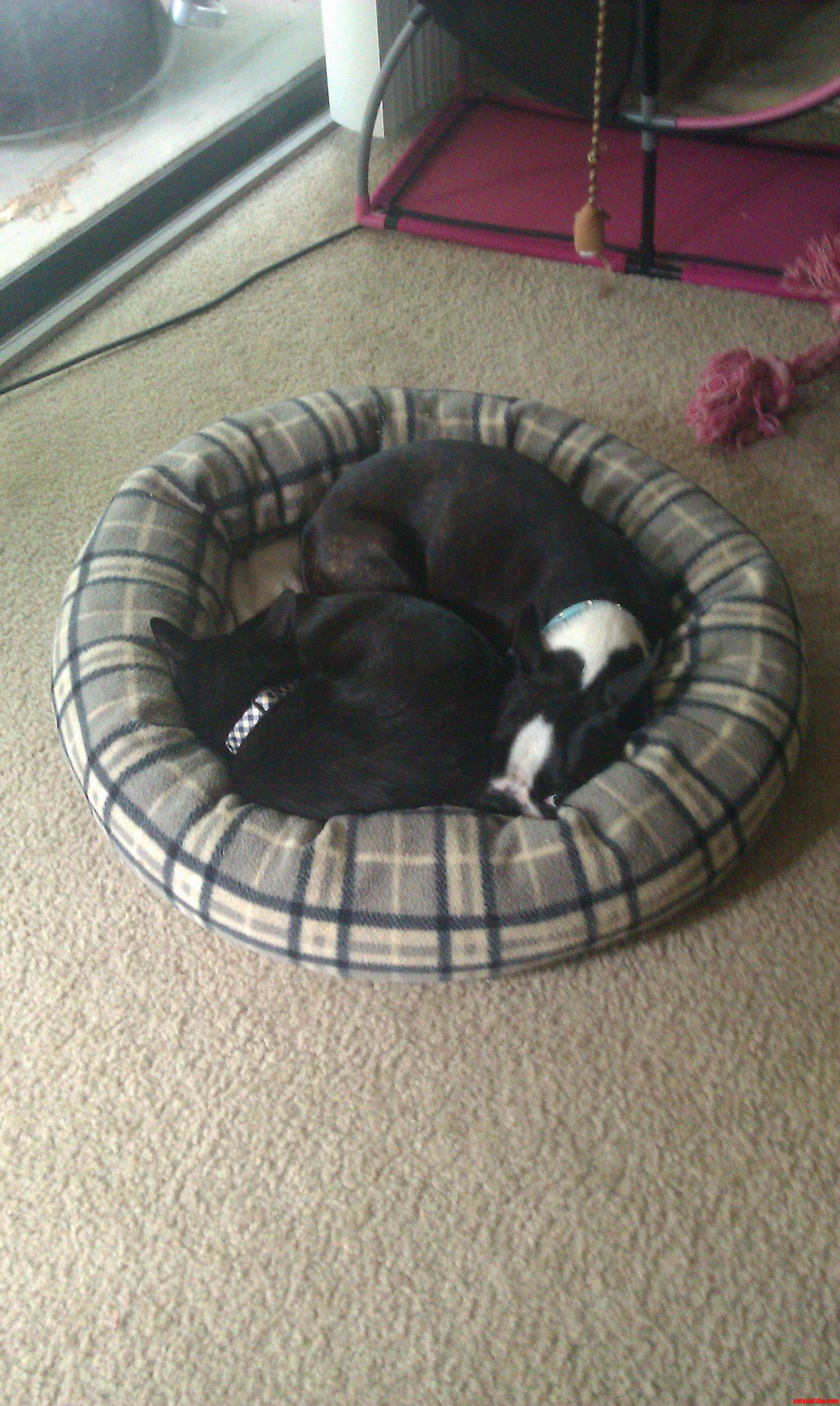 Best Buds. Boston and Her Cat.
