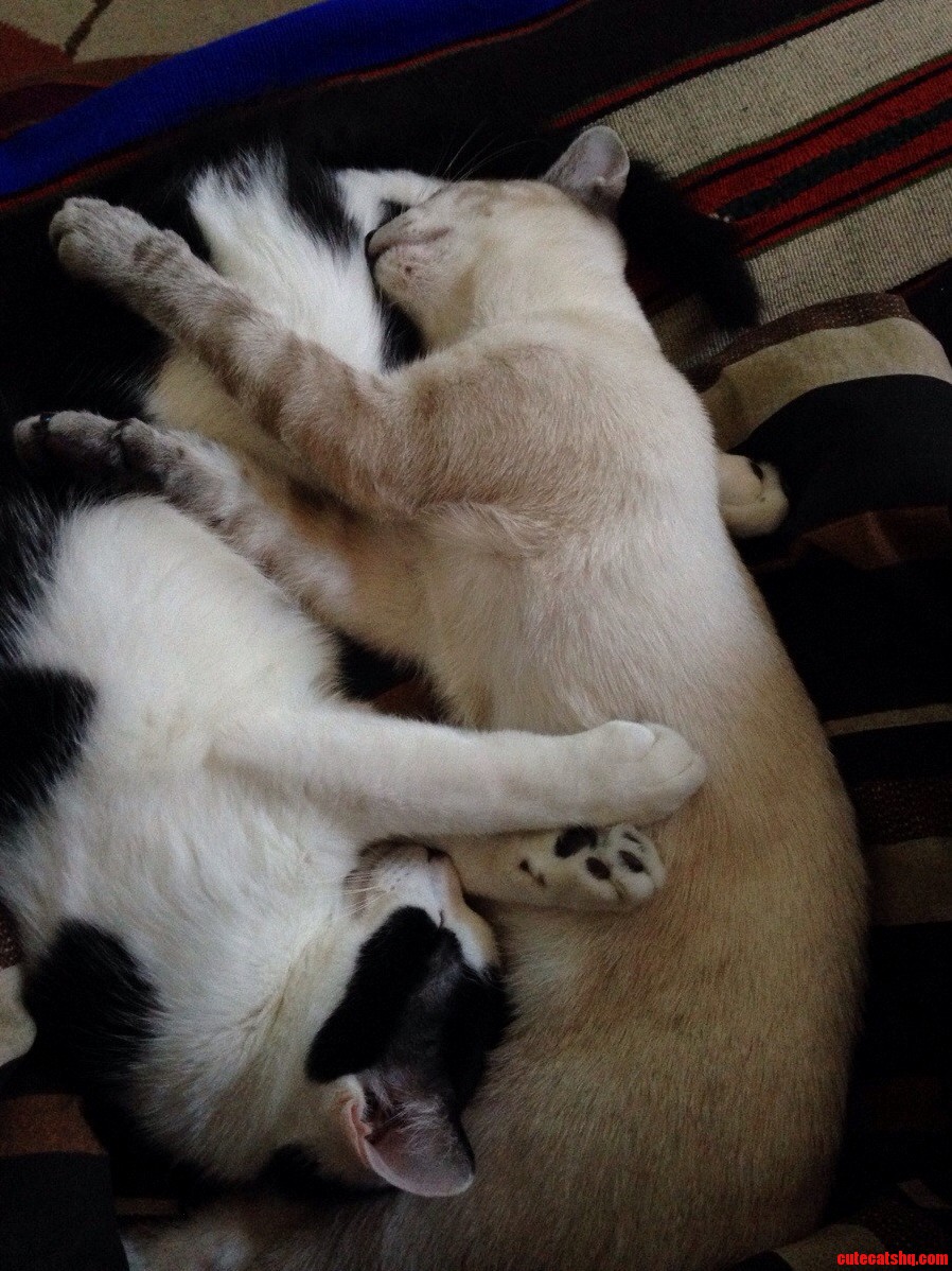 Best Friends Cuddling
