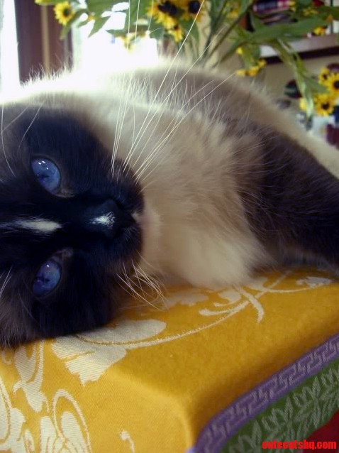 Bindi.