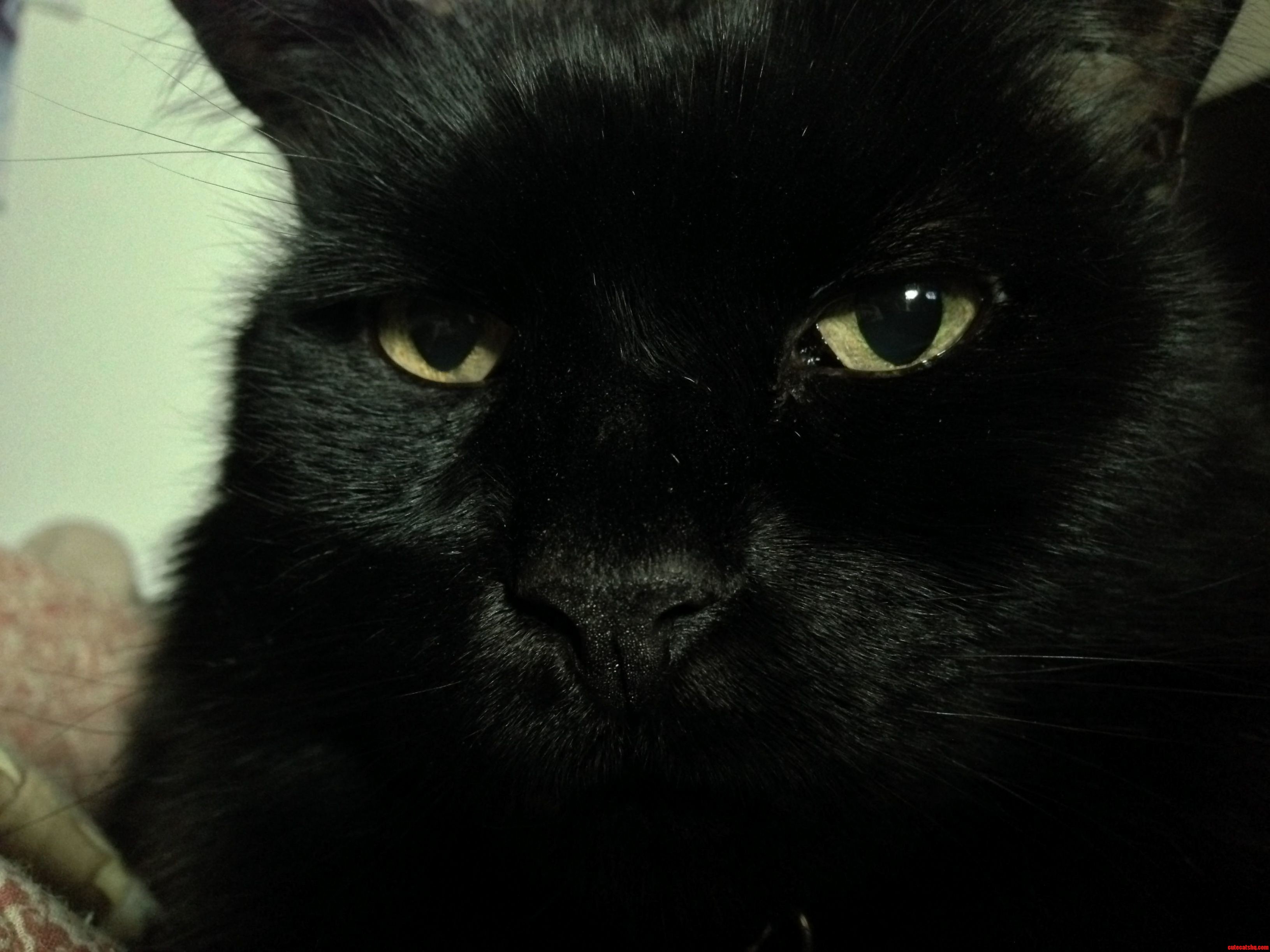 Black Cats Are So Hard to Photograph. One of the Few Good Pictures I Have of My Cat Blacky