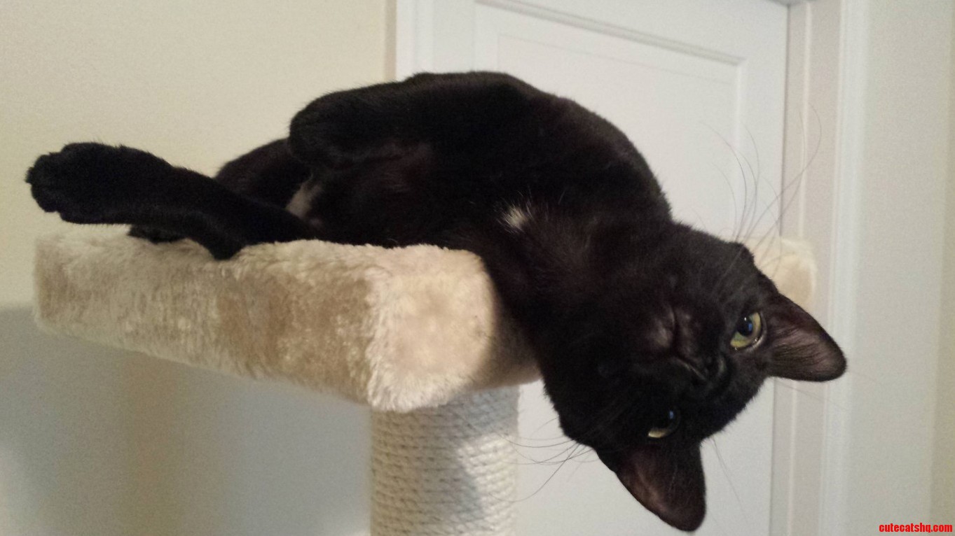 Black Kittens Can Be Derps Too Meet Nymeria.