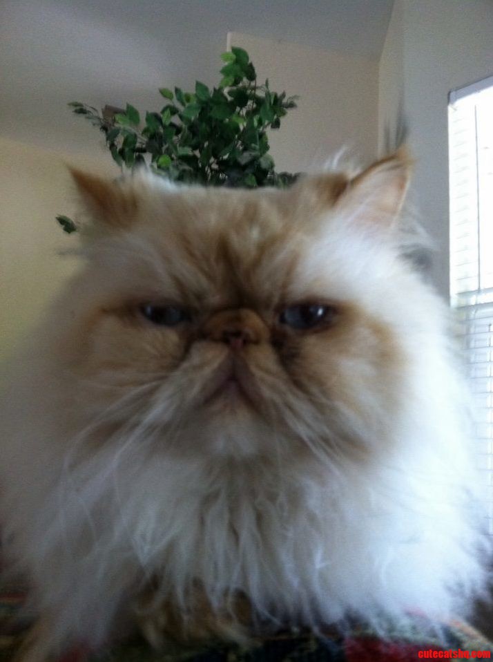 Blarrrrrg Leave Me Alone Human I Grow Weary of Your Inferior Primate Intellect Rawwwr.