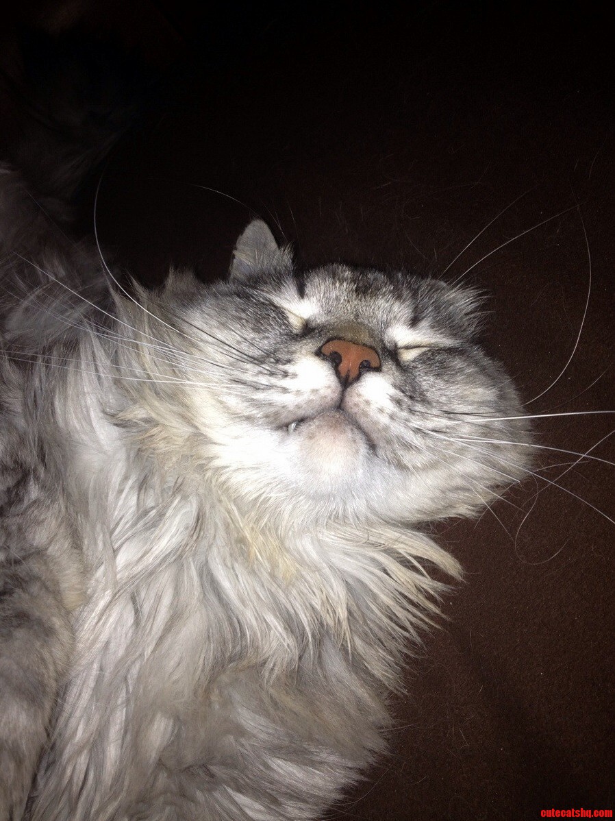 Bobo Dreaming His Sweet Little Kitty Dreams