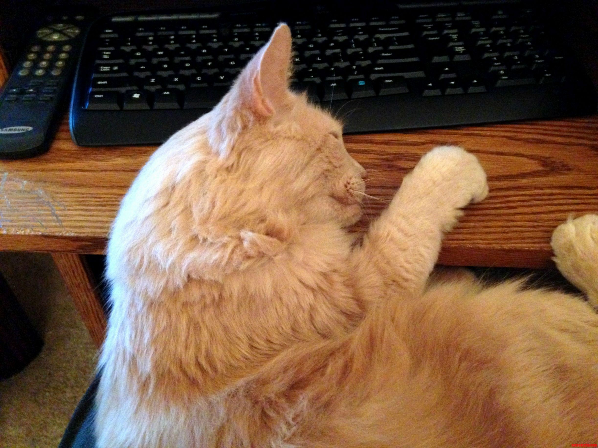 Bogart Does Not Understand Keyboard ...