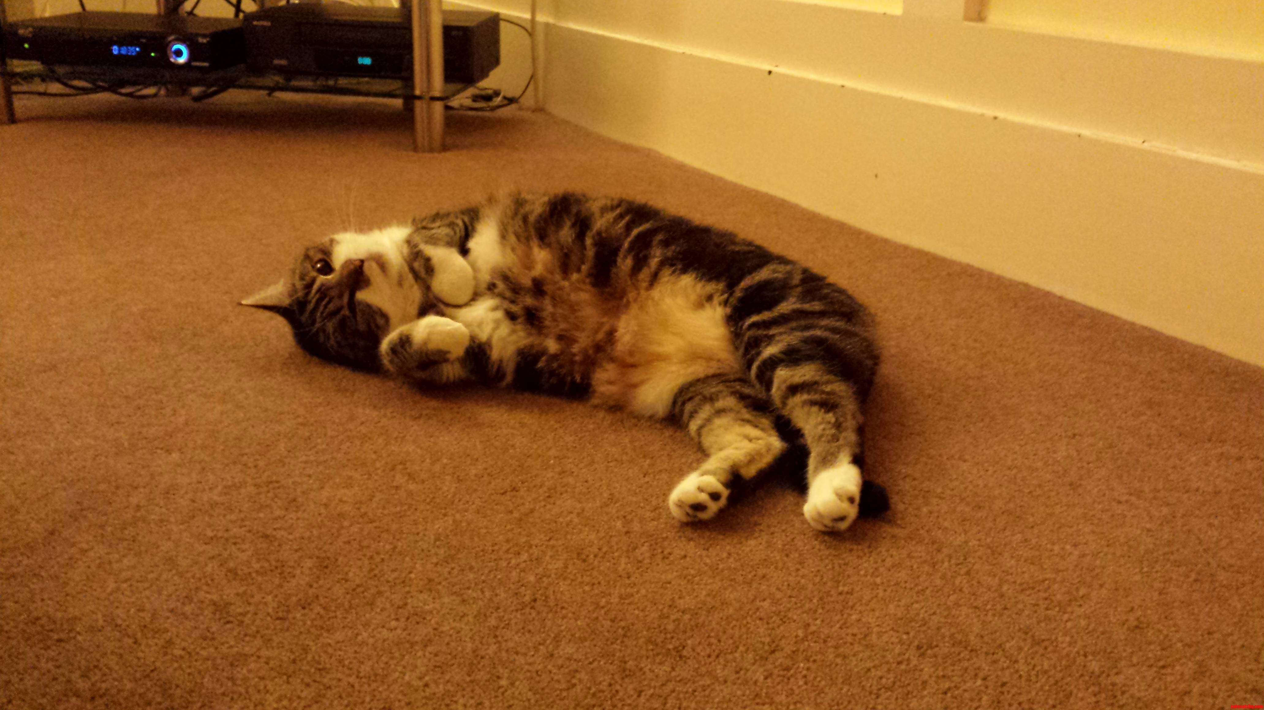 Bonus Picture of My Cat Whizz.