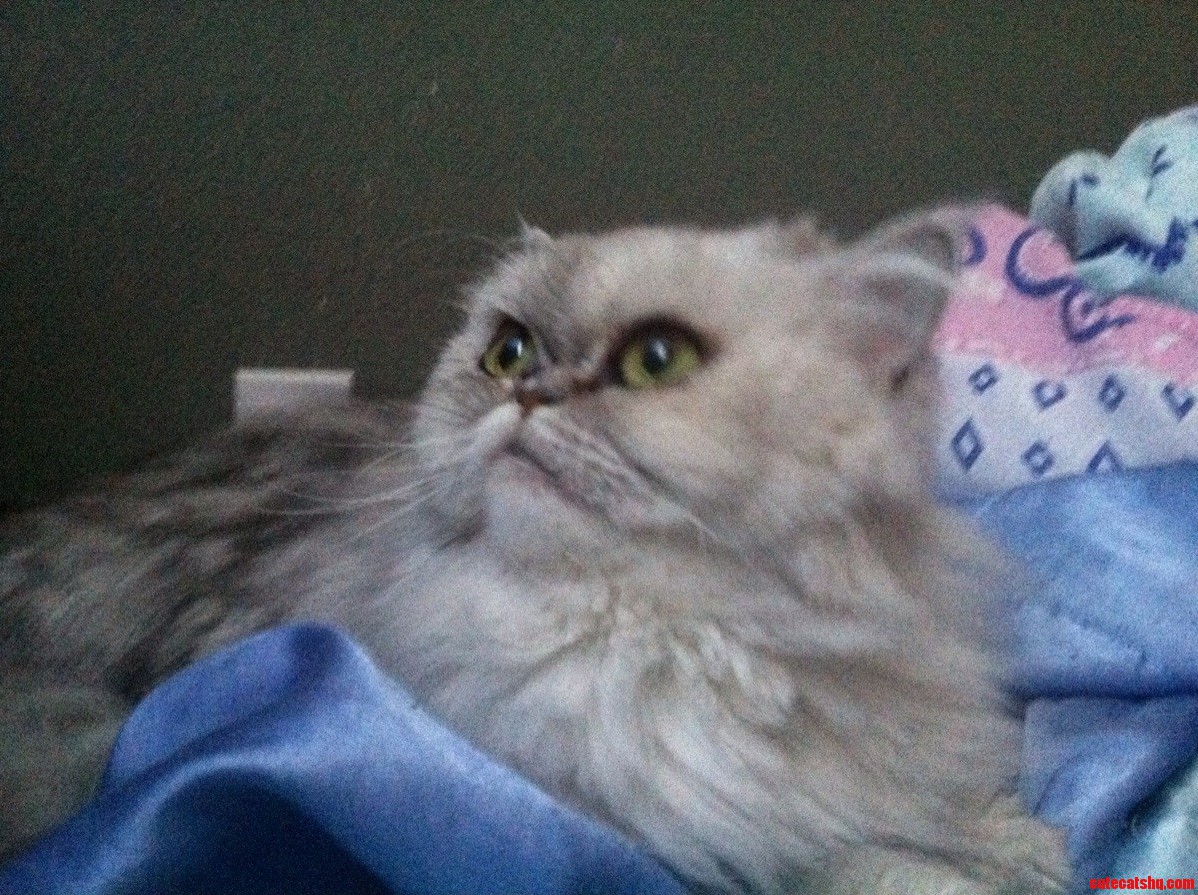 Boo the Fluffy Cat
