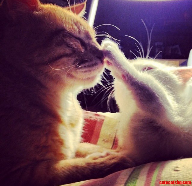 Boop on Your Nose
