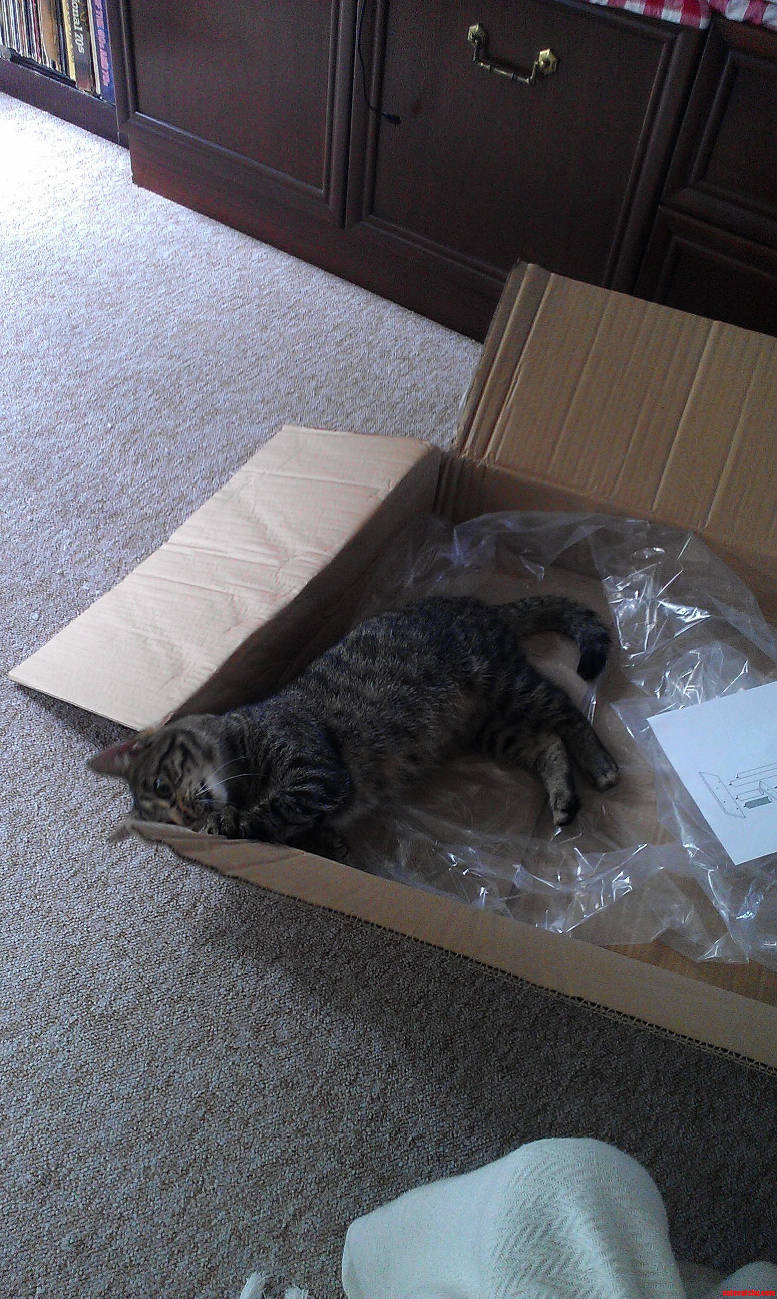 Bought My Kitty a New Activity Centre... Prefers Box