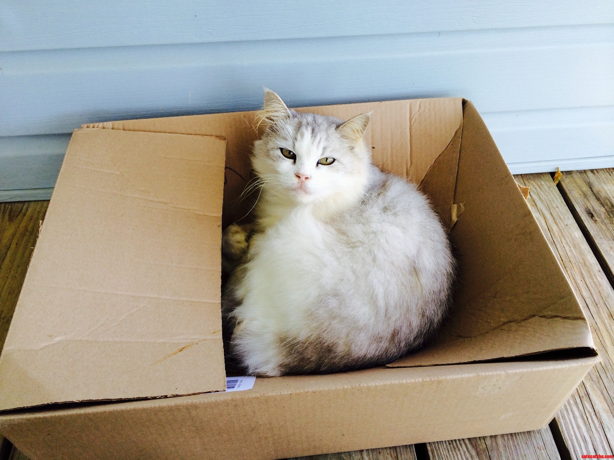 Boxes Never Get Old to a Cat...