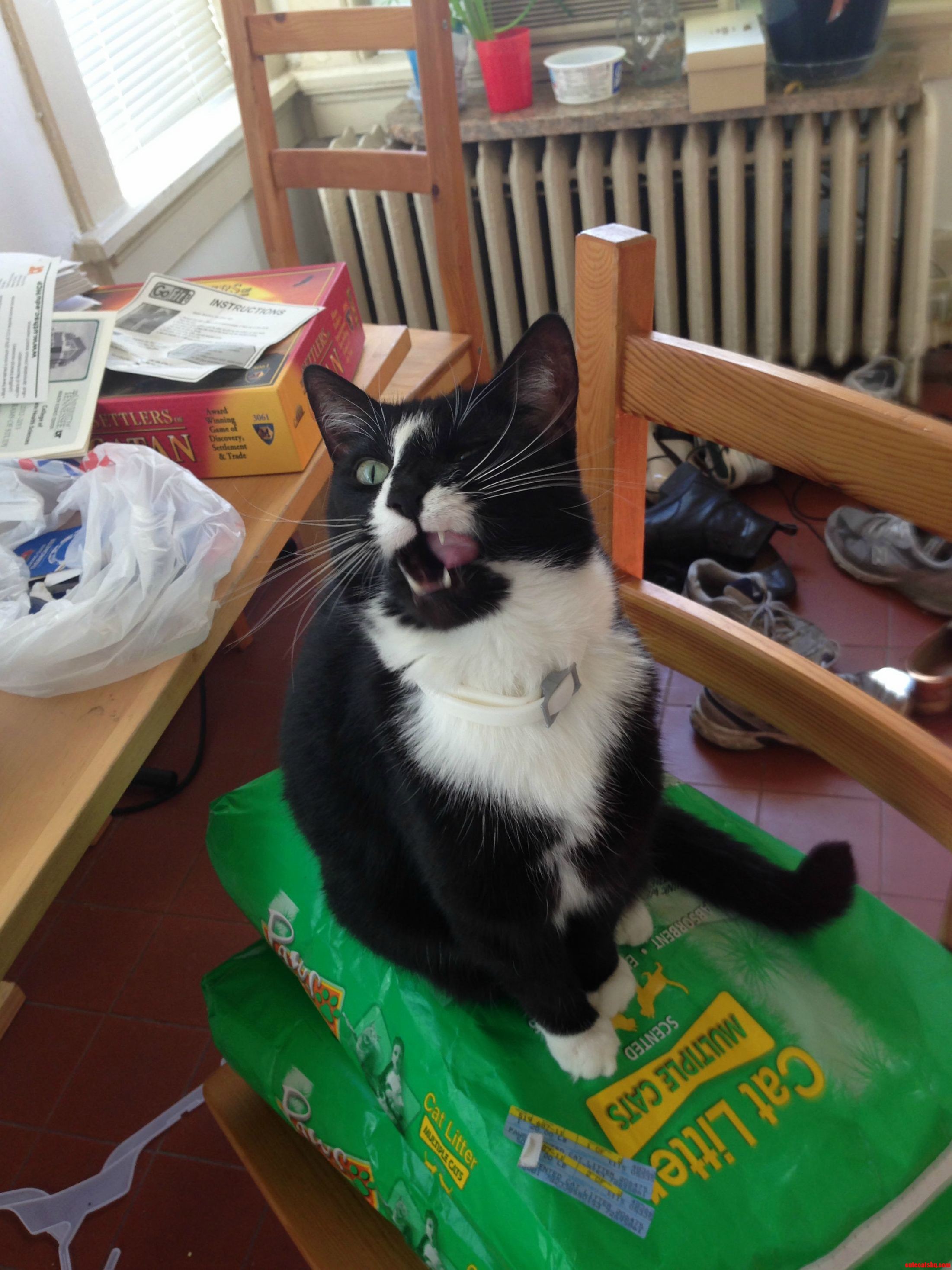 Boycat Always the Charmer