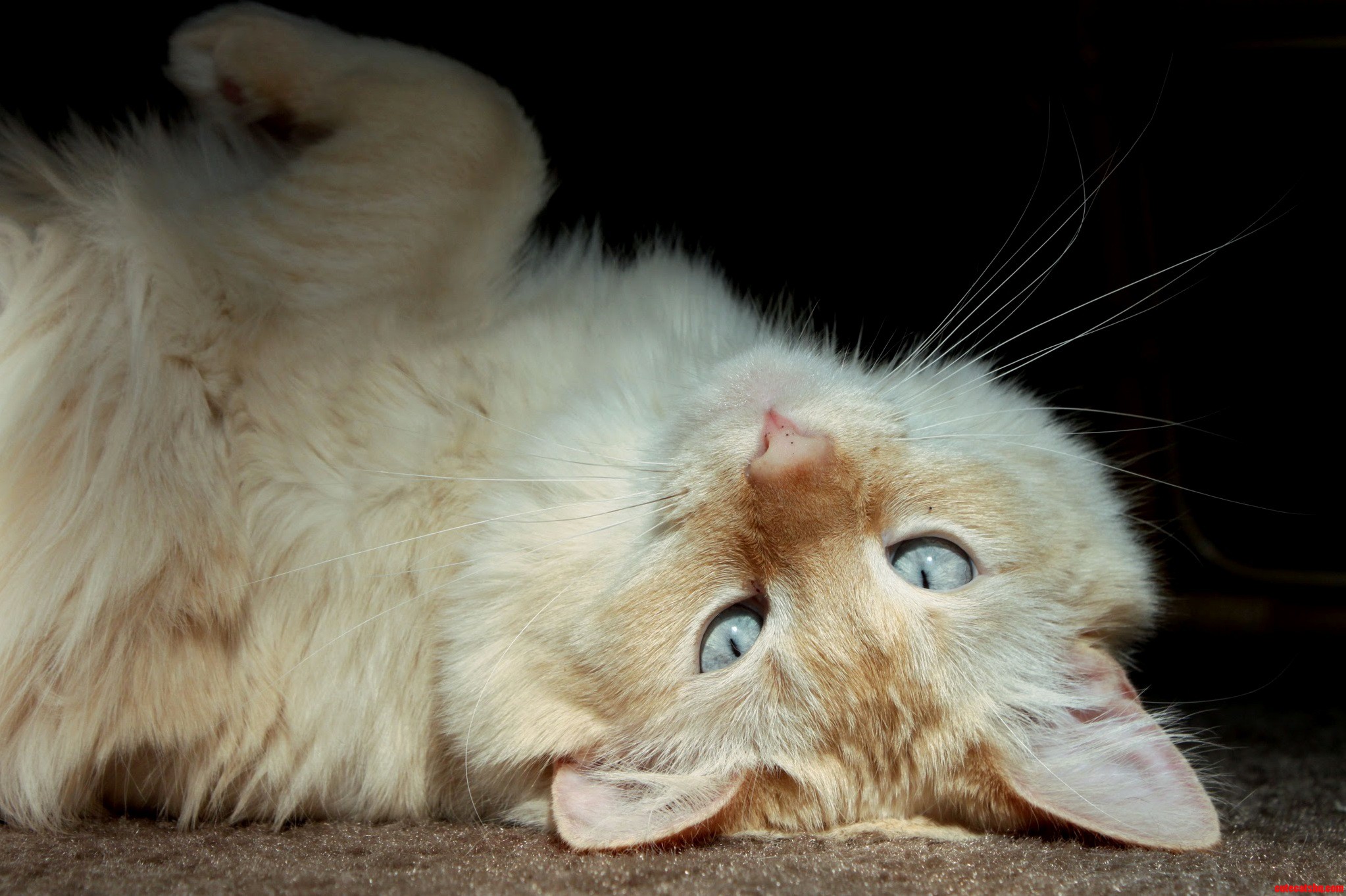 Bringing Sexy to National Cat Day.