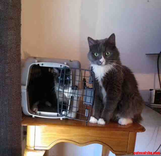 Brought Home a New Cat Today. My Other Cat Was a Little Surprised.