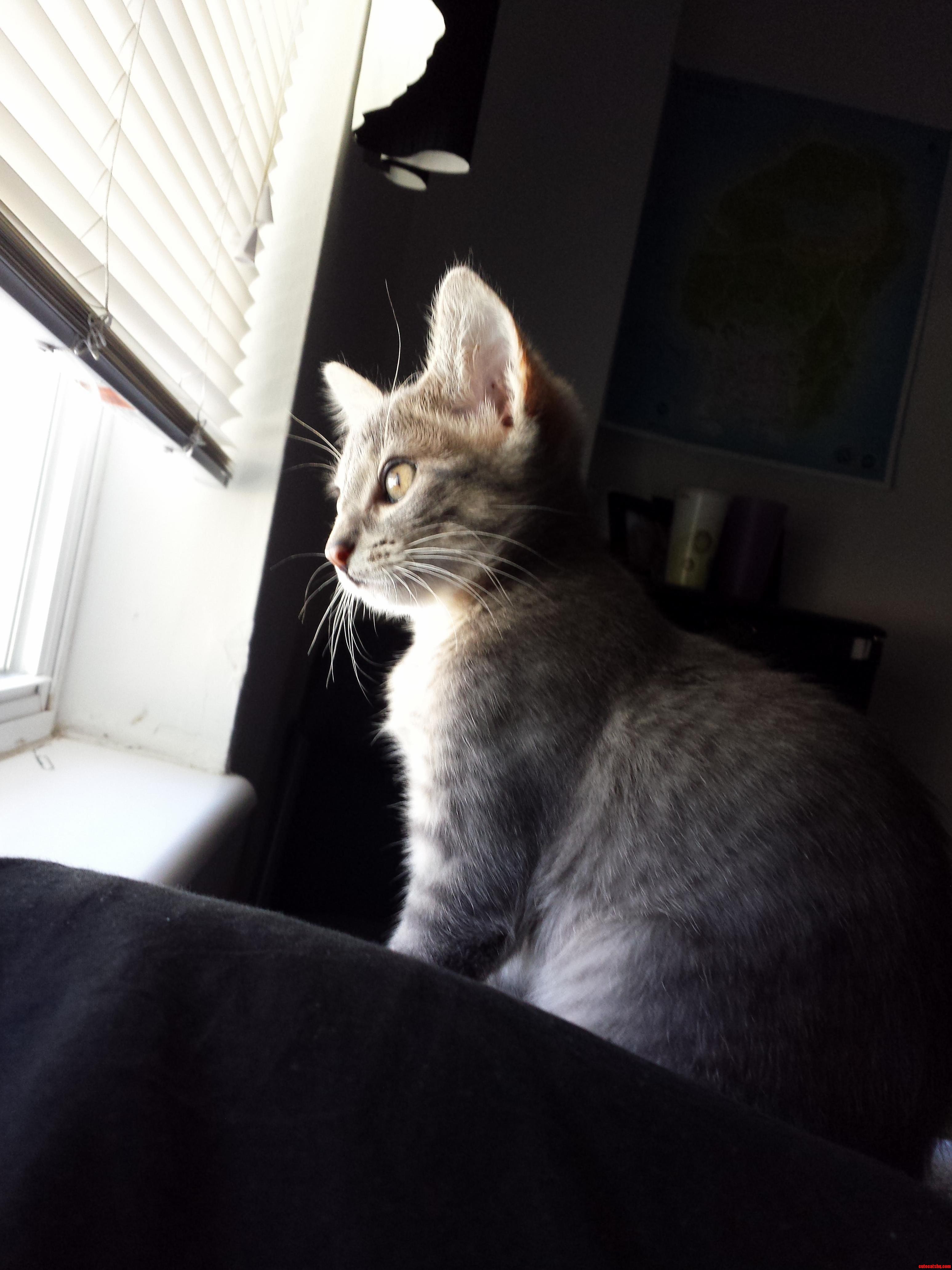 Bruce the Cat Wishing He Could Be an Outside Cat.
