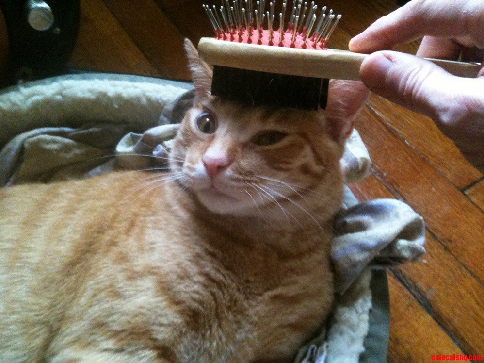 Brushies