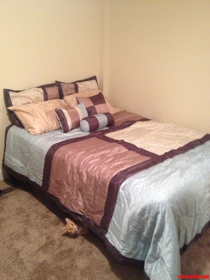 Buddy Just Got a New Bed...
