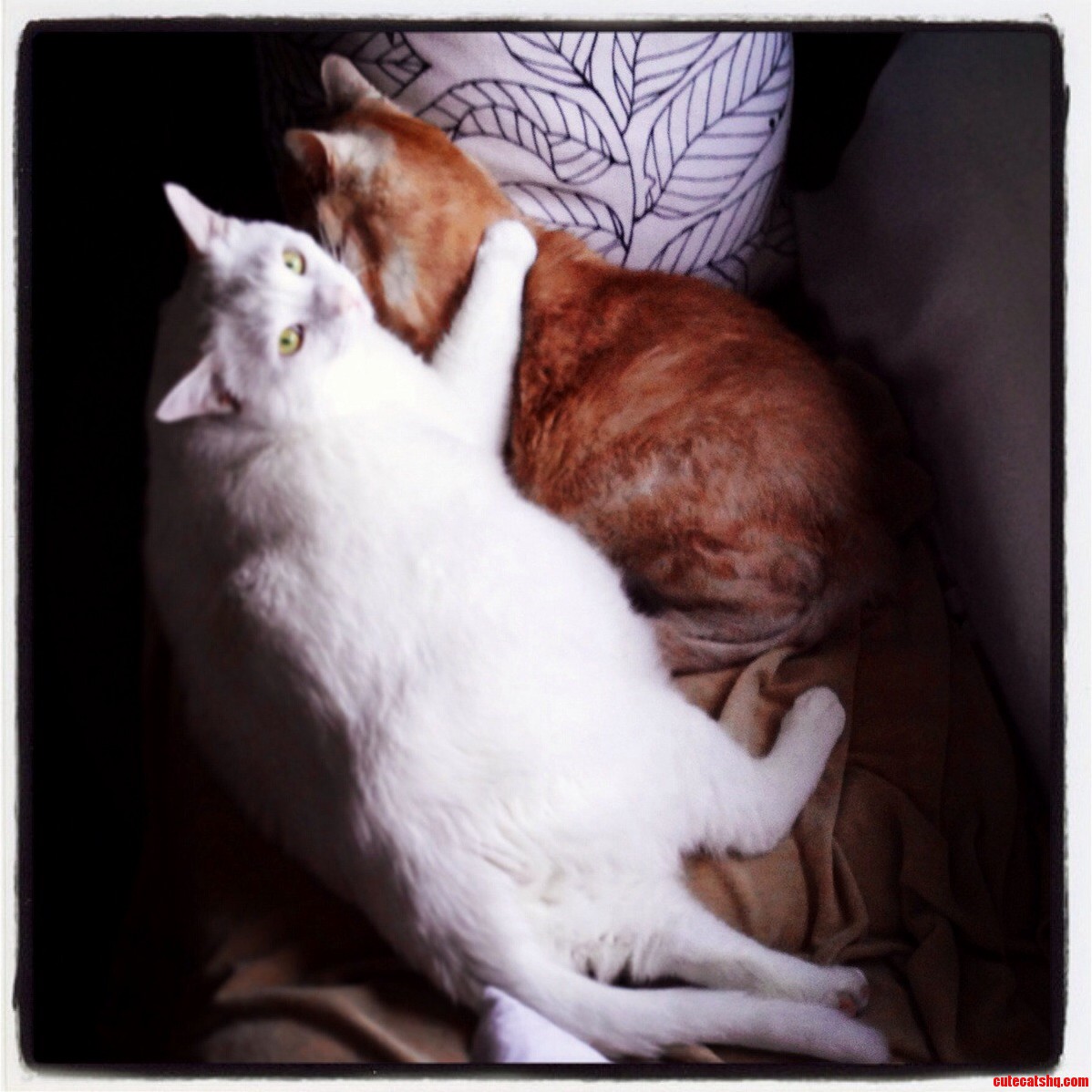 Busted These Two Pretend to Hate Each Other When Im Home