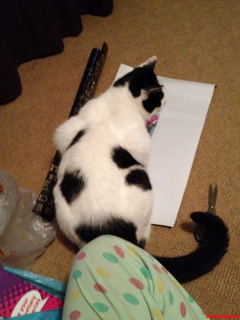 Buster Not at All Helping the Xmas Present Wrapping Process