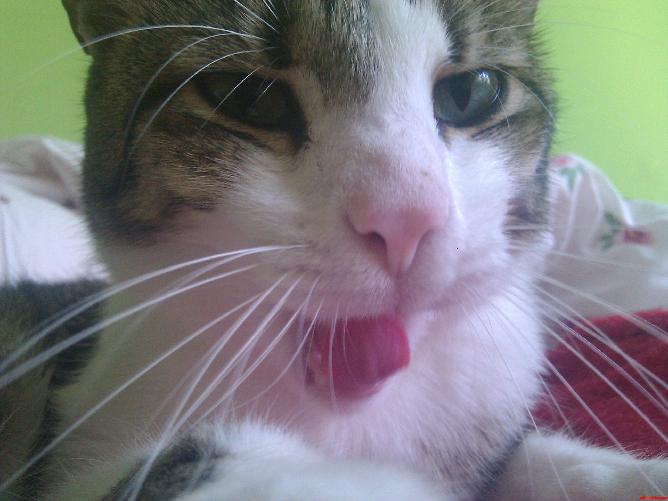 C Mon Kitty Stay Still for the Picture