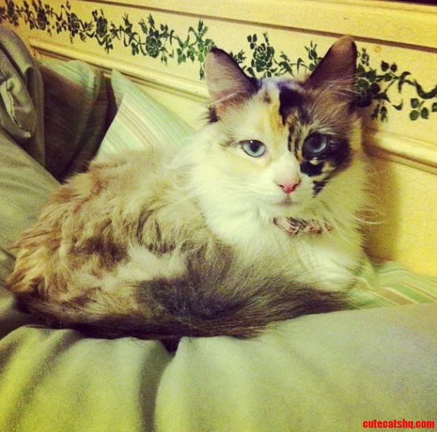 California King Bed I Ll Take Moms Pillow.