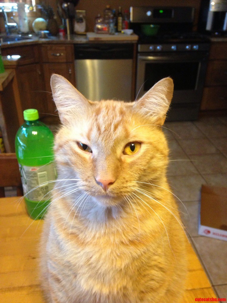 Came Home and He Had the Stink Eye.