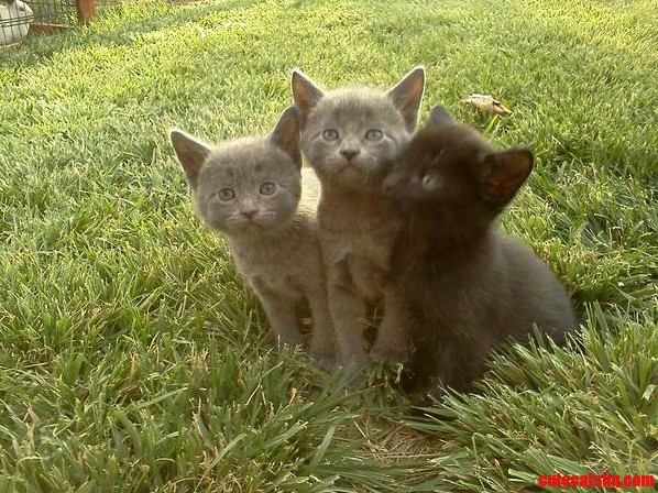 Can Anybody Tell Me What Breed This Kittens Are or Related to Please