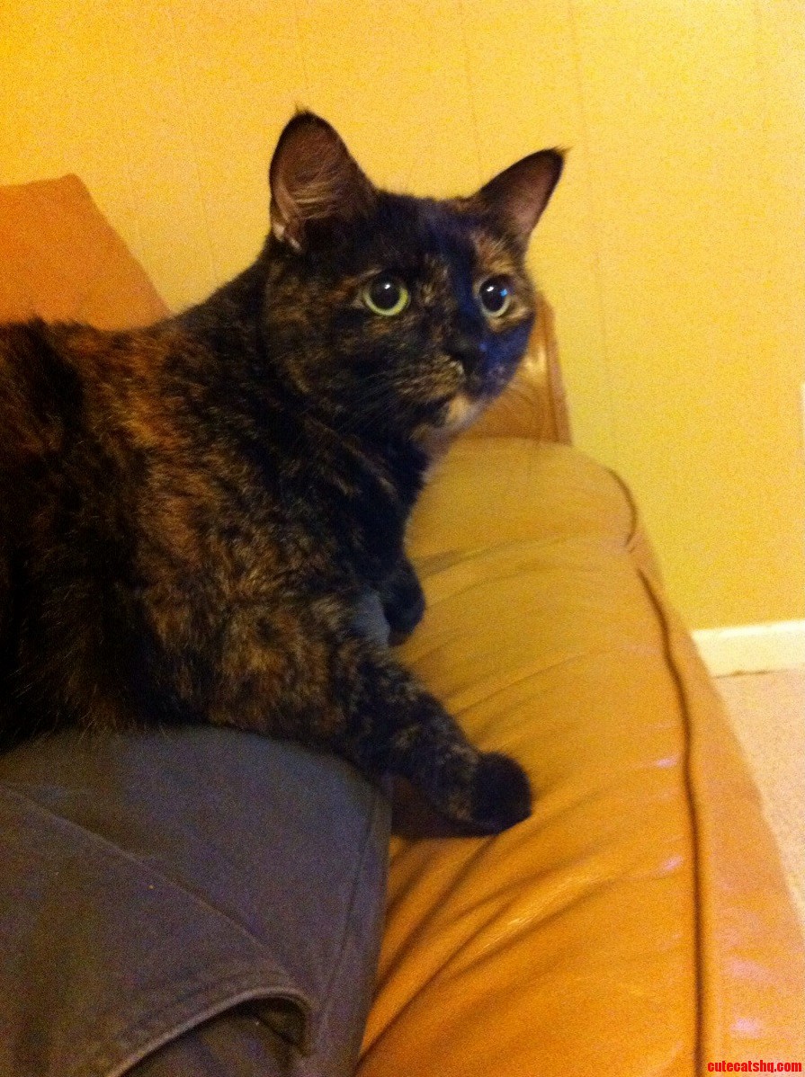 Can Anyone Tell Caroline What Breed of Cat She Is