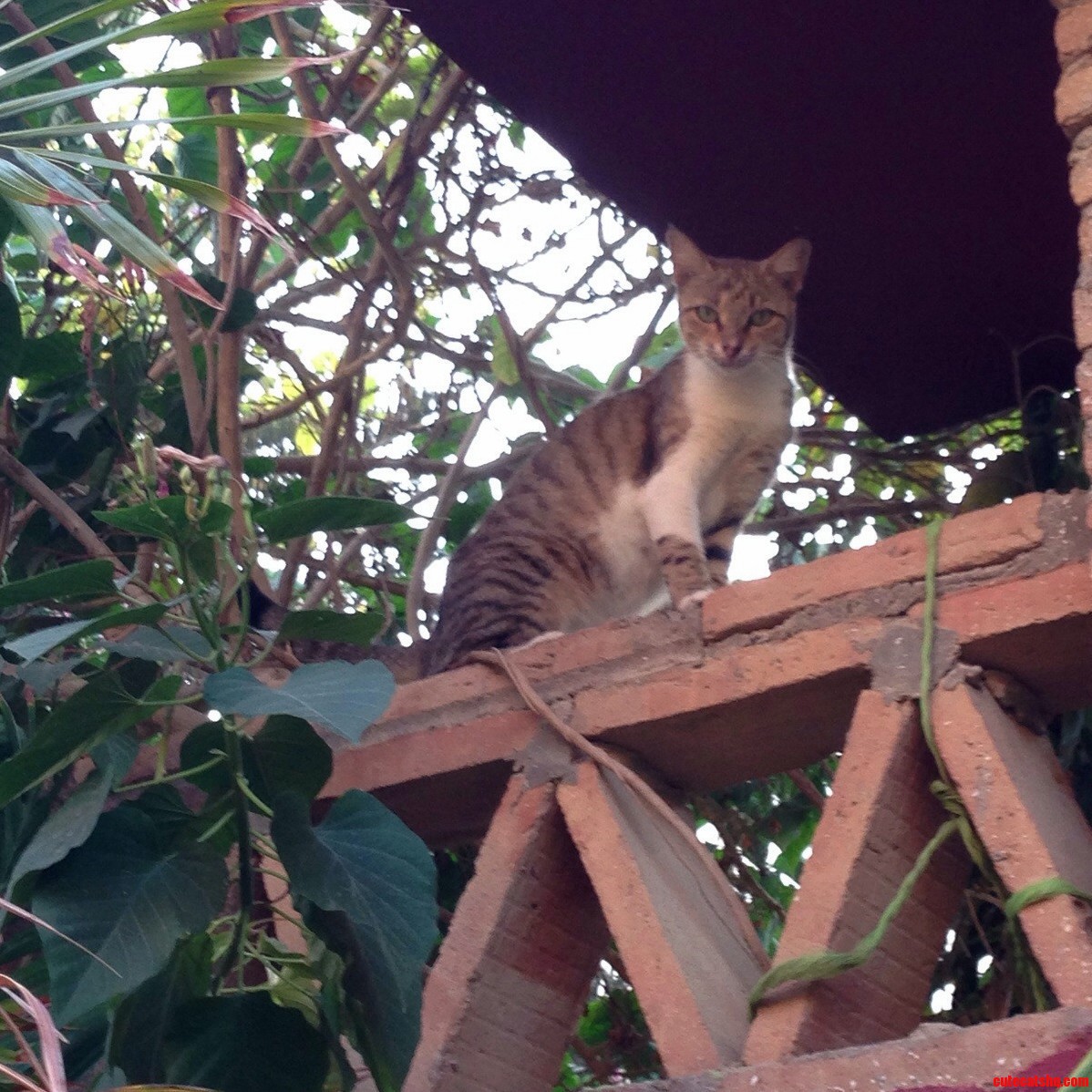 Can Anyone Tell Me What Breed Is This Cat